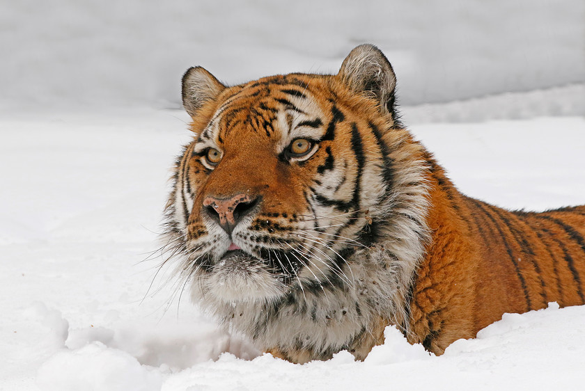 1-1423-AMUR-TIGER-PORTRAIT-2000PIX-72DPI