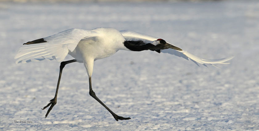 RED CROWNED CRANE 0342