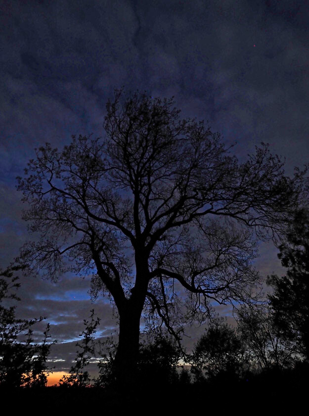 DARK SKY ASH TREE 5260108