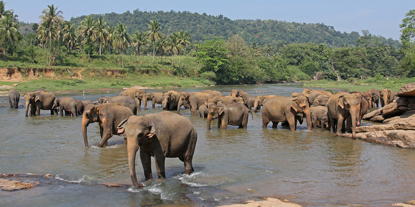 asian-elephant-0157