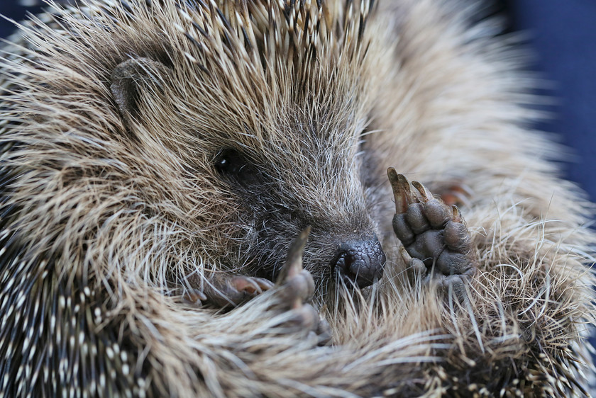 20-3929-HEDGEHOG-0383-2000PIX-72DPI