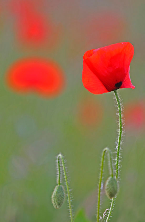 POPPY 0336