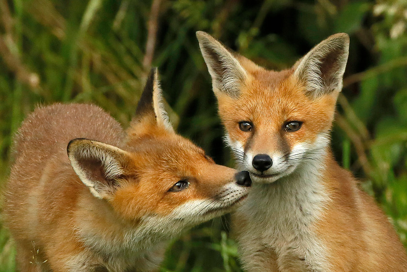 3-RED-FOX-CUBS-2000PIX-72-DPI