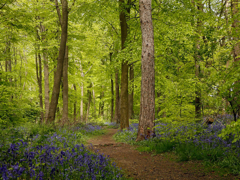 bluebell WOOD 1039