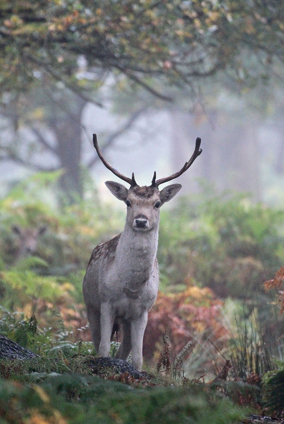 6-0049-0355-fallow-deer-2000PIX-72DPI